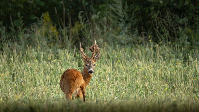 European roe deer buck with grass on antlers looking at camera in field