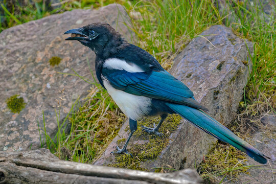 Black-billed magpie with iridescent blue and green feathers and a long tail perched on a rock among green grass, a striking wild bird in natural spring habitat