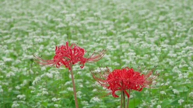 雨の降る満開のそばの花をバックにした彼岸花
