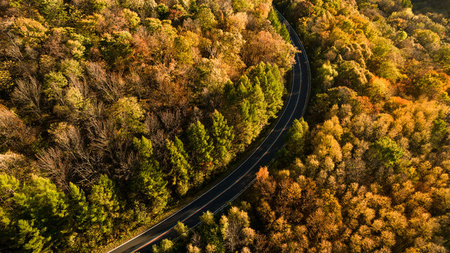 Aerial View of Winding Road Through Autumn Forest