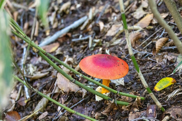 落葉が敷き詰められた森の地表に自生する鮮やかな赤い傘のキノコ © ToYoPHoTo