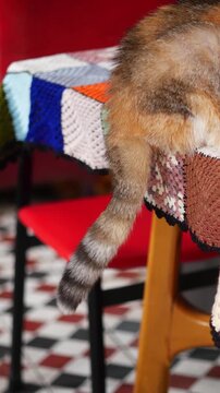 Calico cat tail hanging from table covered with colorful knitted blanket in cozy kitchen setting