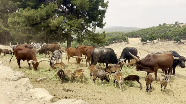 Mixed herd of zebra buffalo and antelope feeding in wildlife park.