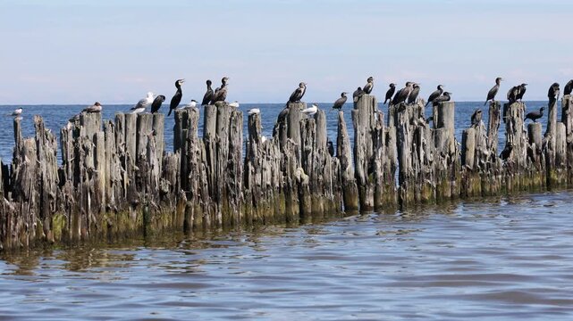 Cormorants and gulls resting on old pier posts at Lapmezciems, Baltic coast, Latvia