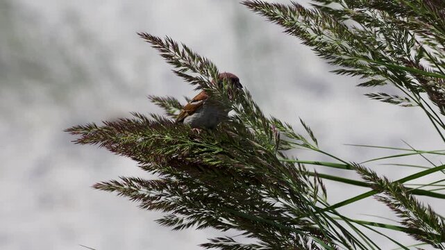 Eurasian tree sparrow Passer montanus on a beach in Jurmala city, Latvia
