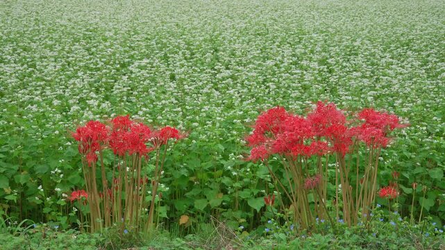 蕎麦の花と彼岸花