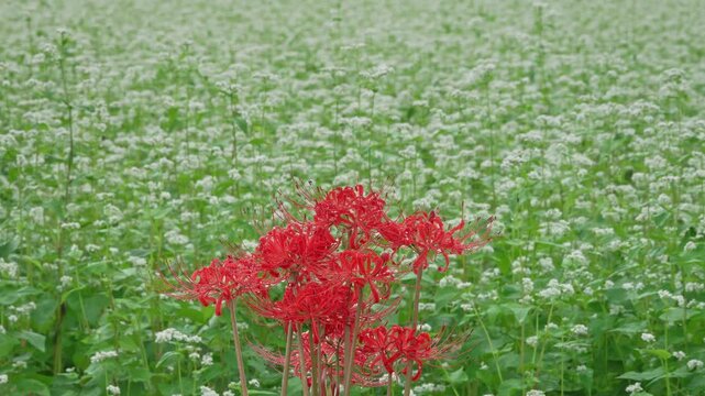 雨の降る満開のそばの花をバックにした彼岸花
