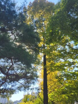 trees in the forest
