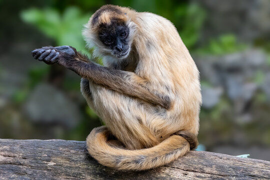 Spider monkey landscape 