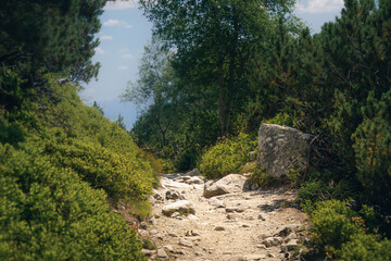 Rocky hiking trail winding through dense mountain vegetation and coniferous forest in the High Tatras, Slovakia, under natural summer daylight. © ukasz