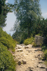 Rocky hiking trail winding through dense mountain vegetation and coniferous forest in the High Tatras, Slovakia, under natural summer daylight. © ukasz