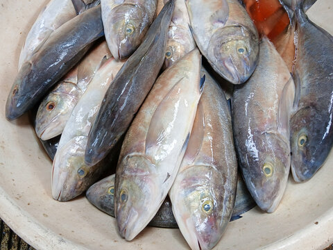 Golden trevally Fish