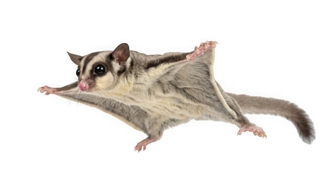 Sugar glider flying in midair isolated on transparent background