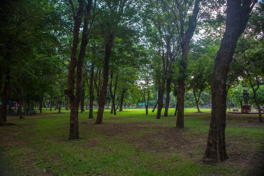 Beautiful nature at morning with sun in big city park