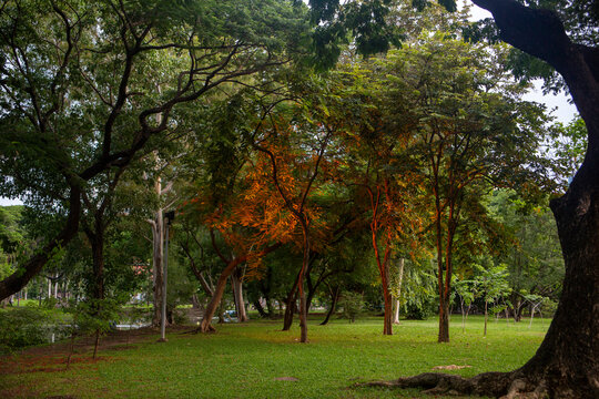 Beautiful nature at morning with sun in big city park