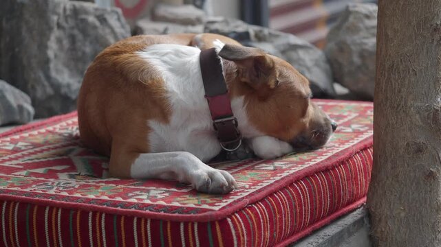 Cute brown and white dog resting peacefully on patterned cushion outdoors during daytime