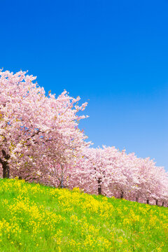 cherry blossom in spring