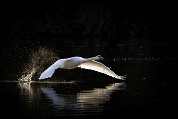 swan on the lake (Cygnus) © Nathalie Stockert