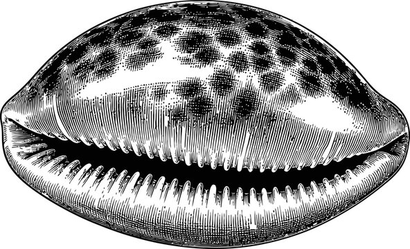 Detailed black and white line drawing of a sea cowrie shell featuring intricate hatching patterns and natural wildlife textures.