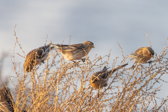 Twite (Linaria flavirostis) - Bergh&auml;nfling
