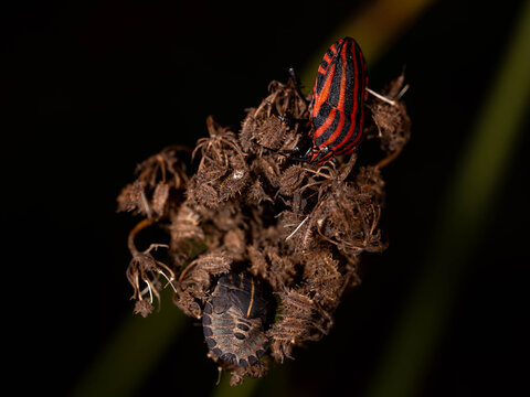 Bio Diversity - Graphosoma italicum - Striped shield bug on dried seed head