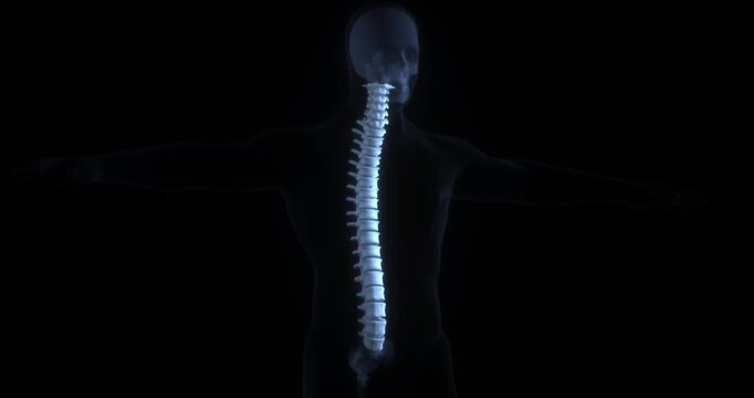 Human spine anatomy 3d animation highlighting vertebrae bones without disks