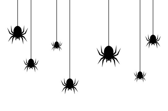 Hanging spider silhouettes on transparent background for spooky halloween design elements.