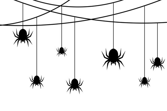 Black spiders hanging from curved webs on transparent background for spooky design ideas.