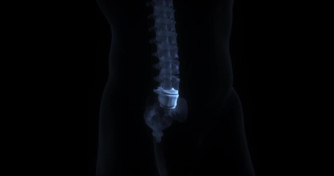 Human lumbar spine anatomy 3d animation highlighting L5 vertebra