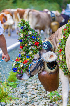 Viehscheid - Kranzkuh - Tracht - Allg&auml;u - Brauchtum - Obermaiselstein