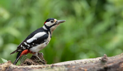 Fototapeta premium Male Great Spotted Woodpecker Perched on Mossy Log in Green Forest Habitat, Side Profile Shot