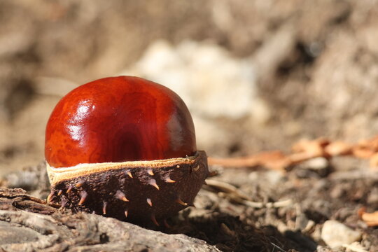 Shiny mahogany conker resting in its split spiky husk on the ground in warm early autumn light