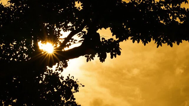 Green leaves forest Woods in spring morning sunlight, Bright green trees leaf sway in wind, Sun rays break through foliage branch. nature landscape background. Sun shining. Sunrise Sunset Silhouette