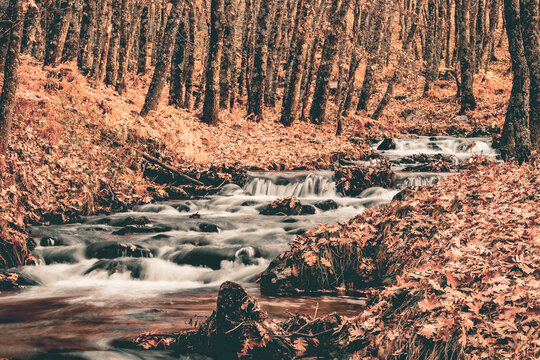 Arroyo de aguas sedosas rodeado de hojas de roble ca&iacute;das en oto&ntilde;o. Arroyo del Chorro en San Mam&eacute;s, Madrid, Espa&ntilde;a.