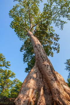 Kapok Tree Ceiba Pentandra