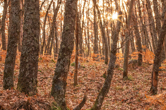 Bosque de robles con las hojas ca&iacute;das en el mes de noviembre. Fondo oto&ntilde;al donde los troncos de los &aacute;rboles aparecen desnudos y con el suelo cubierto de hojas rojizas.