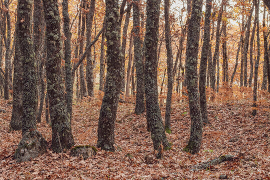 Bosque de robles con las hojas ca&iacute;das en el mes de noviembre. Fondo oto&ntilde;al donde los troncos de los &aacute;rboles aparecen desnudos y con el suelo cubierto de hojas rojizas.