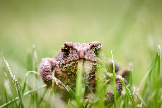 Common toad Bufo bufo sits in green grass close up, amphibian with textured brown skin looks into camera lens, wild nature wildlife animal portrait outdoors macro photography background