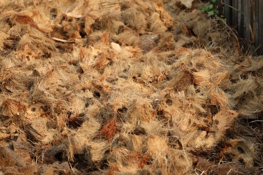 Dry coconut husk showing natural fiber texture, sustainable material, and tropical agricultural residue