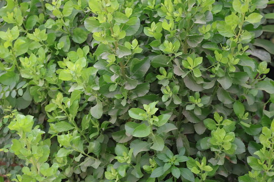 Pluchea indica, plant growing naturally with lush green leaves in tropical garden surroundings