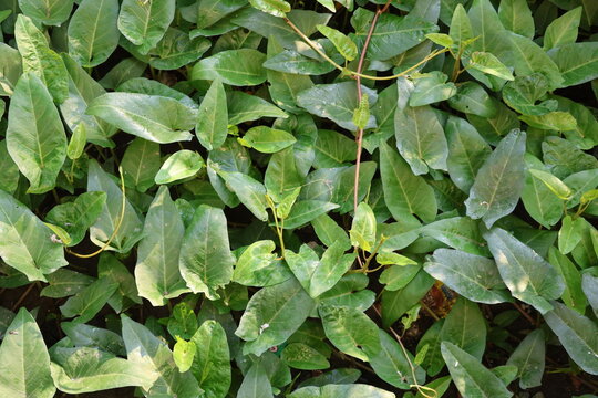 Fresh water spinach growing lushly in tropical soil