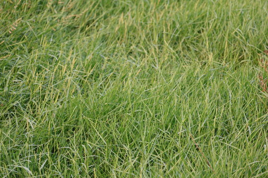 Lush green grass growing abundantly across fertile soil in a tropical natural landscape