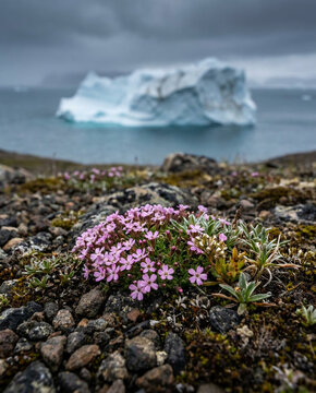 Pink flower arctic tundra iceberg rocky soil moss coastal landscape close up Pink flower rocky arctic tundra soil with moss and coastal iceberg beyond, cold polar landscape cloudy sky with fragile