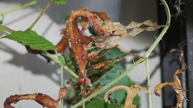 Macro vid&eacute;o d&rsquo;un phasme scorpion Extatosoma tiaratum en pleine mue, suspendu &agrave; son exuvie