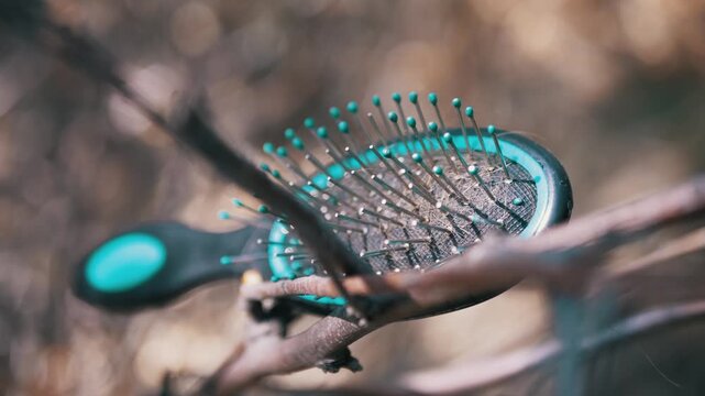 Turquoise plastic hairbrush rests entangled in bare tree branches in a natural sunny setting. Shallow focus emphasizes discarded personal items and environmental litter details.