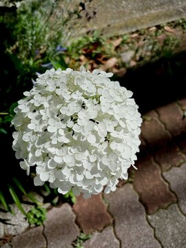 Large white Annabelle hydrangea flower shining in the sunbeams