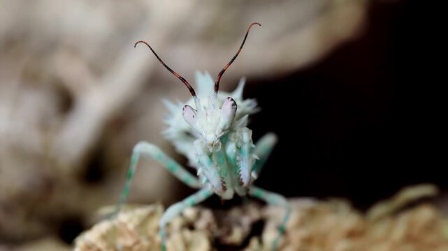 Macro vid&eacute;o d&rsquo;une mante fleur &eacute;pineuse Pseudocreobotra lestoni, portrait rapproch&eacute; d&rsquo;un insecte tropical