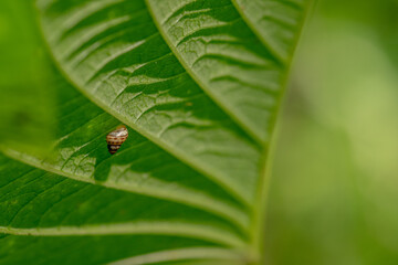 A tiny land snail resting beneath a fresh green leaf, showcasing its beautifully patterned spiral shell and the intricate details of a miniature forest ecosystem. © Perspective Pixels