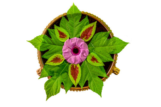 A beautifully crafted traditional decorative rangoli like arrangement featuring fresh green leaves, vibrant flowers, and intricate natural elements on water.