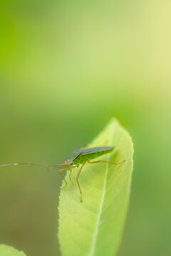 Macro of a bright green leaf-footed bug perched cleanly on a lime-green leaf edge, featuring sharp compound eyes, amber legs, and a soft-focus bokeh background.